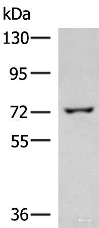 Anti-GLS