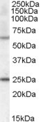 Anti-COL4A3BP (aa662-672), Internal