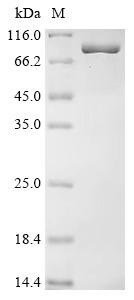 Adseverin (SCIN), human, recombinant
