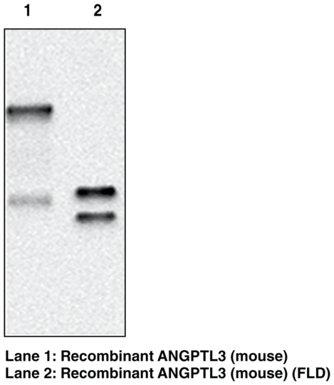 Anti-ANGPTL3 (mouse) (Clone Kairos3-3741)