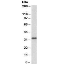 Anti-PCNA