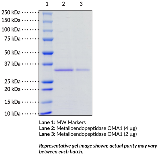 Metalloendopeptidase OMA1 (human, recombinant)