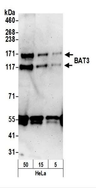 Anti-BAT3