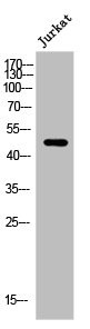 Anti-ARRDC1