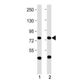 Anti-MPL / Thrombopoietin Receptor (N-Terminal Region)