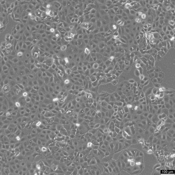 SW780 Cells
