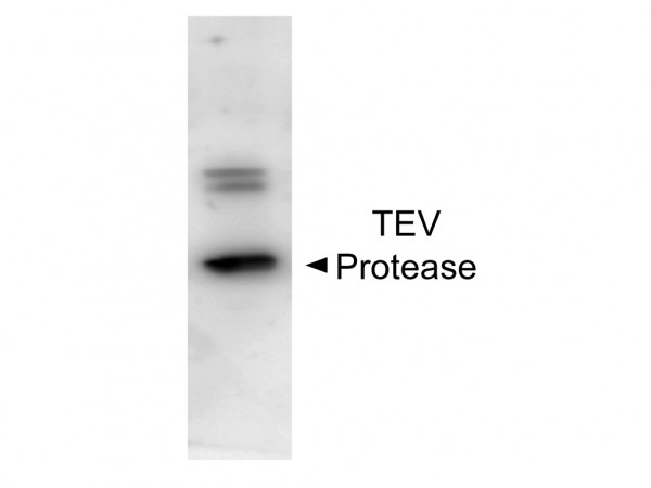 Anti-TEV Protease