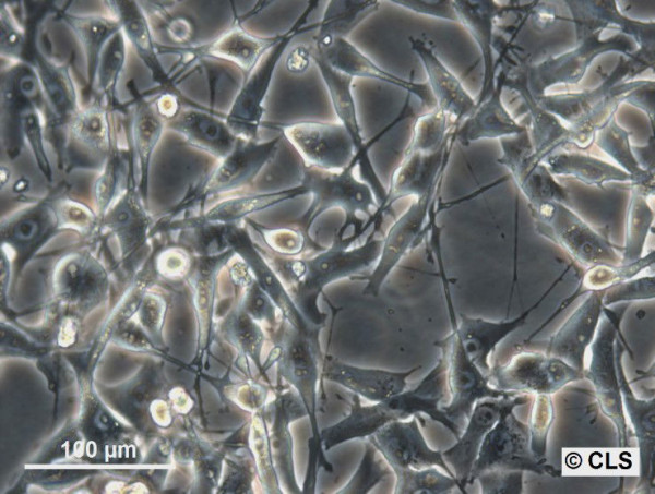 FO-1 (MEL-CLS-1) Cells