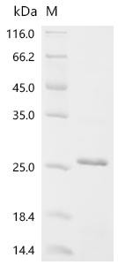 Astrotactin-1 (ASTN1), partial, recombinant human
