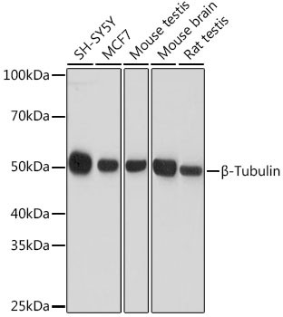 Anti-Beta-Tubulin (CABC008)