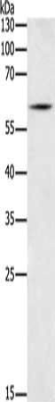 Anti-BCL2L13