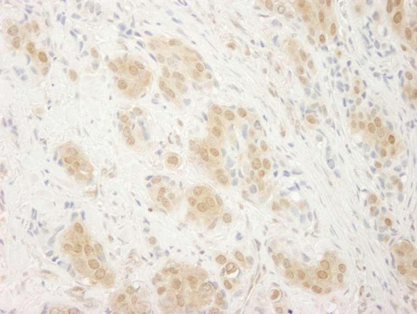 Anti-ERK2 (IHC)