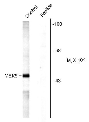 Anti-phospho-MEK5 (Ser311 / Thr315)