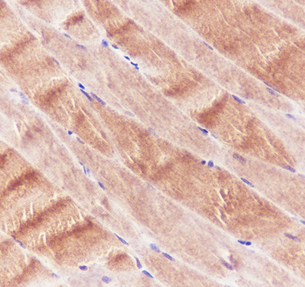 Anti-Recombinant Ryanodine Receptor, clone A703