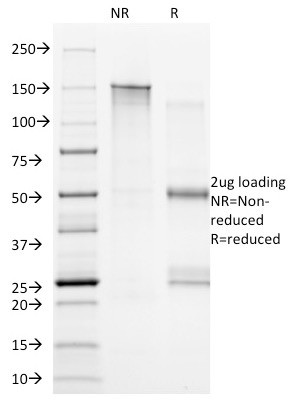Anti-CD20(B9E9), CF488A conjugate, 0.1mg/mL