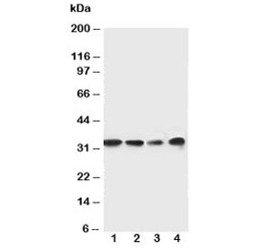 Anti-MyD88