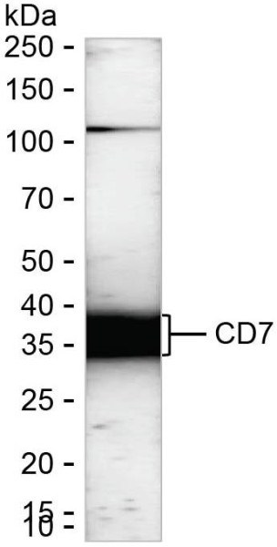 Anti-CD7