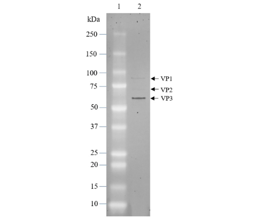 AAV1 Luciferase
