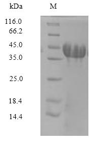 Amphoterin-induced protein 3 (Amigo3), rat, recombinant