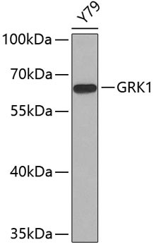 Anti-GRK1