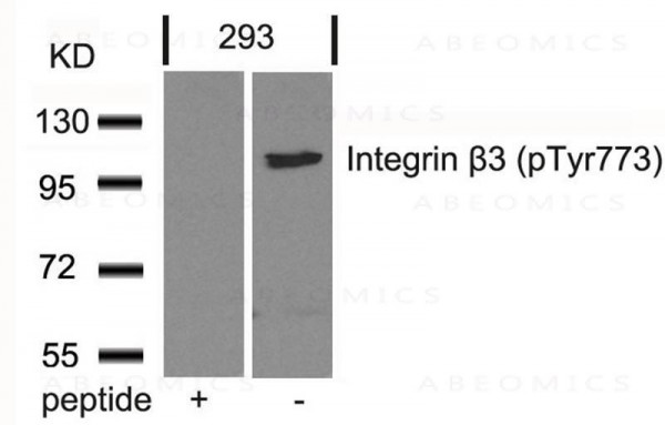 Anti-phospho-Integrin beta3 (Tyr773)