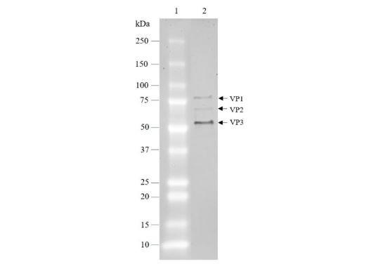 AAV-DJ Luciferase-eGFP