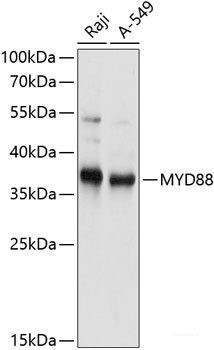 Anti-MYD88