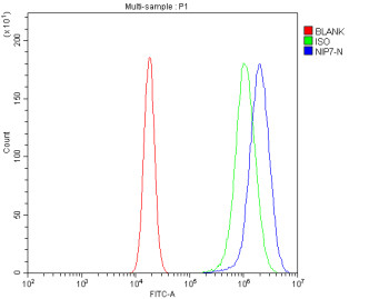 Anti-NIP7 / Nucleolar pre-rRNA processing protein NIP7