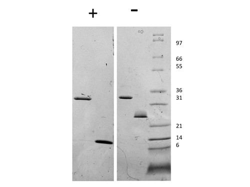 Myostatin Propeptide