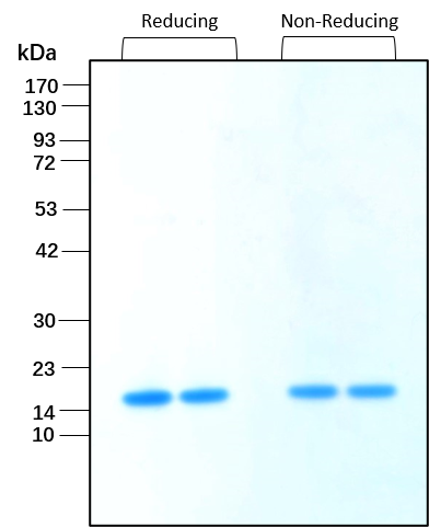 FGFbasic-TS HumanKine(R) recombinant human protein