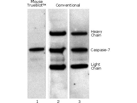 Mouse TrueBlot® Set (with IP beads)