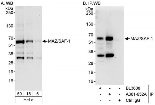 Anti-MAZ/SAF-1