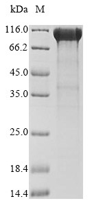 Chondroitin sulfate proteoglycan 4 (CSPG4), partial, human, recombinant