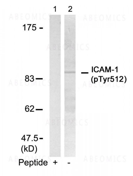 Anti-phospho-ICAM-1 (Tyr512)