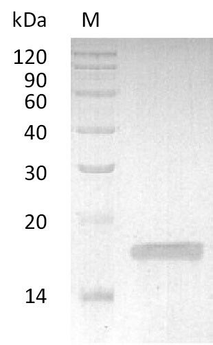 Tumor necrosis factor (TNF), partial (Active), rabbit, recombinant