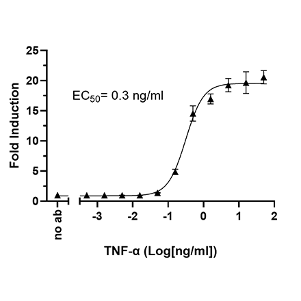 NF-kappaB SEAP Reporter HEK293 Cell Line