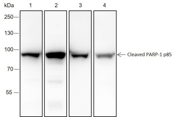 Anti-Recombinant Cleaved PARP1 p85, clone A190