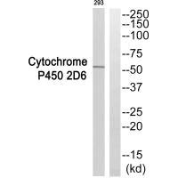 Anti-CYP2D6