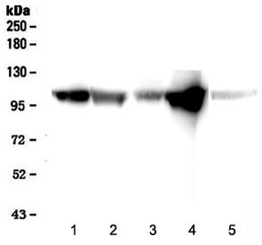 Anti-alpha-Actinin, clone SA-20