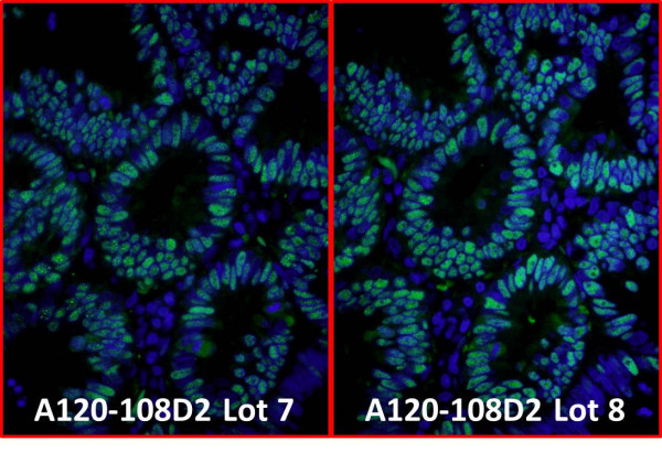 Anti-Rabbit IgG-heavy and light chain, DyLight(R) 488 conjugated
