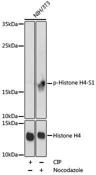 Anti-phospho-Histone H4 (Ser1)