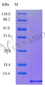 C-C motif chemokine 1 protein (CCL1), partial (Active), human, recombinant