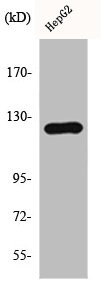 Anti-HDAC5/HDAC9