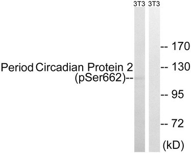 Anti-Phospho-PER2 (Ser662)