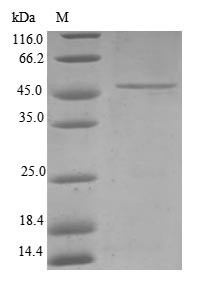 Mitochondrial import inner membrane translocase subunit Tim23 (TIMM23), human, recombinant