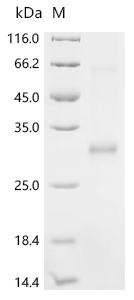 Cysteine and glycine-rich protein 2 (CSRP2), recombinant human