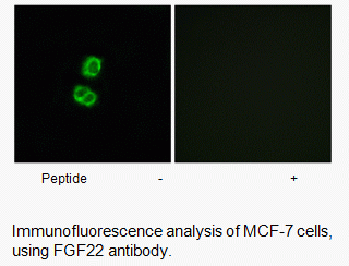 Anti-FGF22