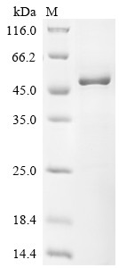 MAP kinase-activated protein kinase 2 (Mapkapk2), mouse, recombinant