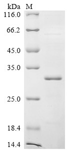 Kappa-casein (CSN3), bovine, recombinant
