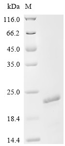 Gamma-synuclein(Sncg), mouse, recombinant